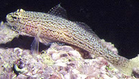 Gobius fallax, Sarato's goby: