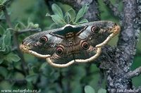 Saturnia pyri - Great Peacock