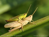 Chrysochraon dispar