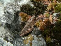 Psophus stridulus