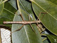 Rhaphiderus scabrosus