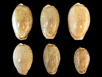 Erosaria spurca