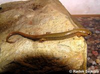 Eurycea wilderae - Blue Ridge Two-lined Salamander