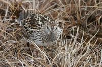 Calidris fuscicollis - White-rumped Sandpiper