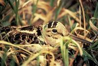 Scolopax minor - American Woodcock