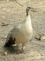 Pavo cristatus - Indian Peafowl