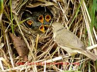 Phylloscopus collybita - Chiffchaff