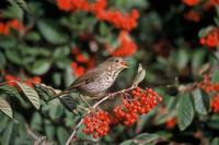 Catharus guttatus - Hermit Thrush