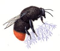 Image of: Bombus lapidarius