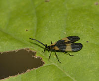 Image of: Calopteron reticulatum