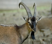 Capra hircus cretica - Cretan wild goat