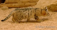 Felis margarita - Sand Cat