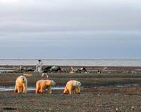 Ursus maritimus - Polar Bear