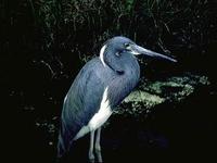 Image of: Egretta tricolor (tricolored heron;Louisiana heron)