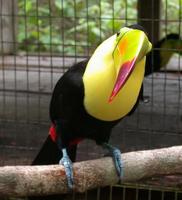 Image of: Ramphastos sulfuratus (keel-billed toucan)