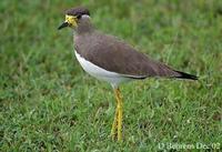 Image of: Vanellus malabaricus (yellow-wattled lapwing)