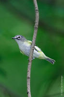 Image of: Vireo solitarius (blue-headed vireo)