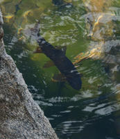Image of: Oncorhynchus clarkii (cutthroat trout)