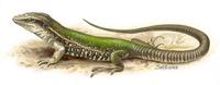 Image of: Ameiva ameiva (giant ameiva)