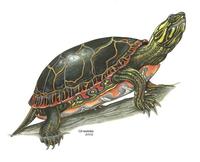 Image of: Chrysemys picta (painted turtle)