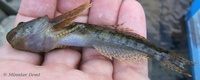 Cottus poecilopus - Alpine Bullhead