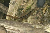 Ameiva undulata