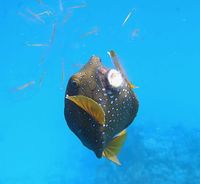 Ostracion cubicus - Black-spotted Boxfish