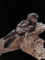 Philippine Nightjar - Caprimulgus manillensis