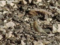 Pale Rosefinch - Carpodacus synoicus