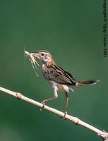 Zitting Cisticola - Cisticola juncidis