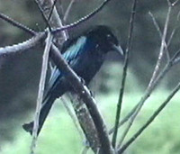 Spangled Drongo - Dicrurus hottentottus