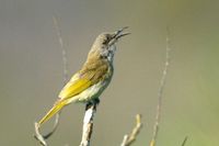 Brown Honeyeater