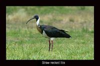 Straw necked Ibis