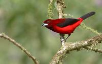 Crimson-backed Tanager (Ramphocelus dimidiatus) photo