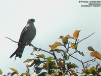 Plumbeous Kite - Ictinia plumbea