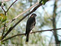 Collared Sparrowhawk - Accipiter cirrocephalus