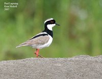 Pied Lapwing - Vanellus cayanus