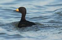 Black Scoter (Melanitta nigra) photo