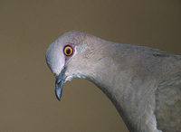 White-tipped Dove (Leptotila verreauxi) photo