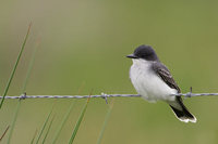 Eastern Kingbird (Tyrannus tyrannus) photo