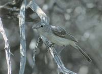 Gray Vireo (Vireo vicinior) photo