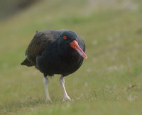 Blackish Oystercatcher (Haematopus ater) photo