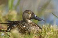 Australian Shoveler (Anas rhynchotis) photo