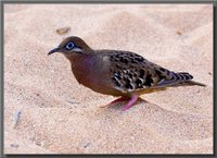 Galapagos Dove - Zenaida galapagoensis