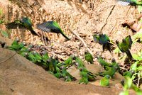 Dusky-headed Parakeet - Aratinga weddellii