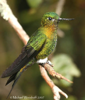 Golden-breasted Puffleg - Eriocnemis mosquera
