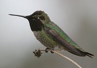 Anna's Hummingbird - Calypte anna