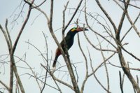 Guianan Toucanet - Selenidera culik