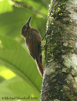 Plain-brown Woodcreeper - Dendrocincla fuliginosa