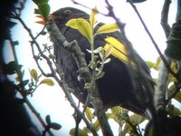 Black-and-Gold Cotinga - Tijuca atra